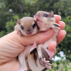Flughörnchen kaufen bayern