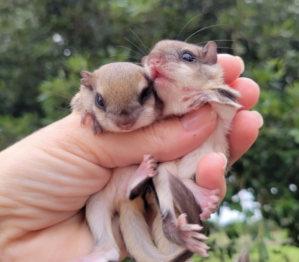 Flughörnchen kaufen bayern