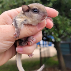 Flughörnchen zu verkaufen