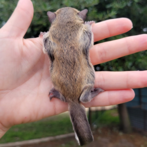 Flughörnchen kaufen schweiz