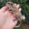 02 Monate alte, von Hand aufgezogene Flughörnchen zu verkaufen – galago-affen.de!