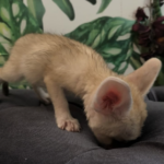 Wüstenfuchs kaufen