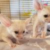 🦊 02 Monate alte Füchse zu verkaufen – Jetzt bei galago-affen.de kaufen
