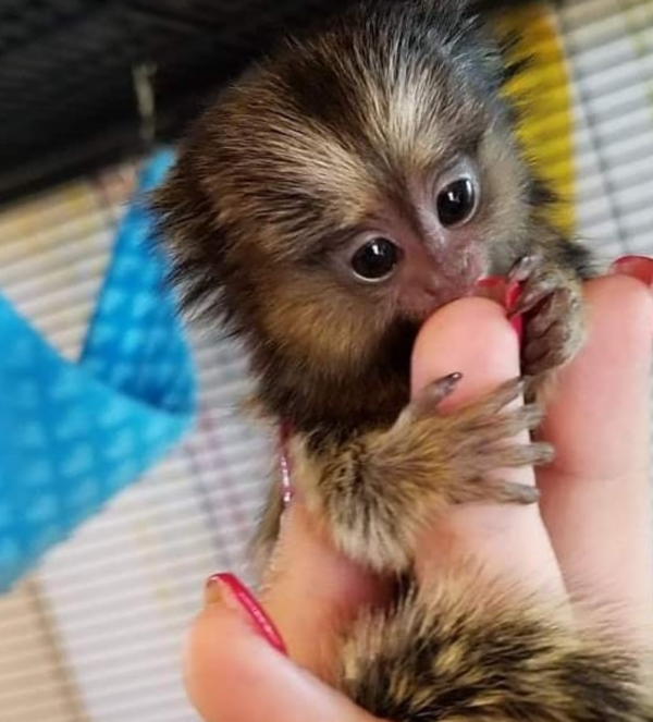 🐒 2 Monate alter Fingeraffe zum verkaufen – Jetzt bei galago-affen.de kaufen - Image 2