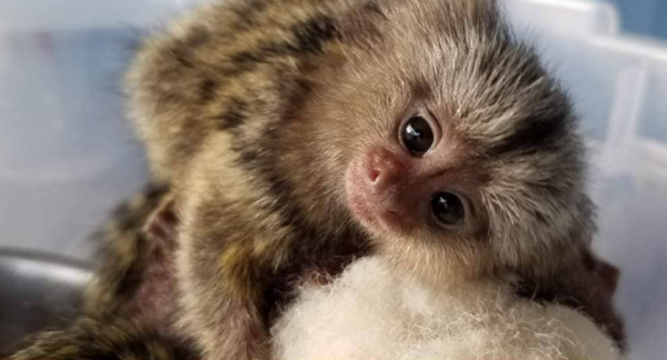 🐵 02 Monate alt, entzückender, von Hand aufgezogener und trainierter Fingeraffe zum Kaufen | galago-affen.de - Image 3