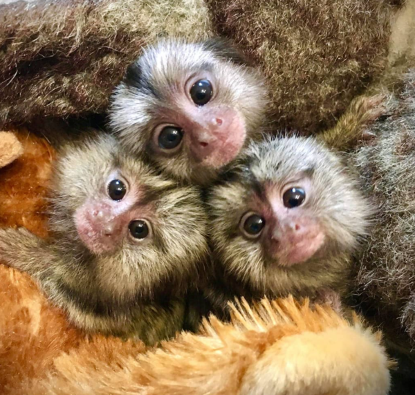 🐒 2 Monate alt, entzückender Fingeraffe zu kaufen bei galago-affen.de - Image 2