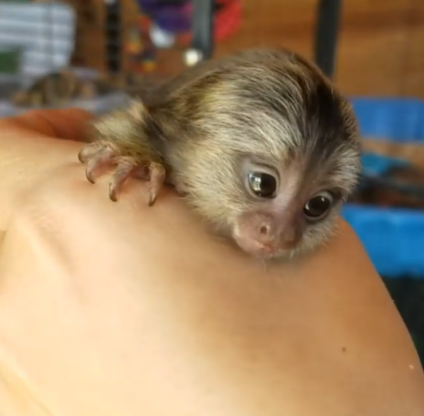 Pygmäenäffchen