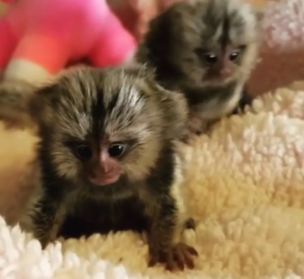 🐒 02 Monate alt, entzückender Fingeraffe kaufen – Jetzt verfügbar auf galago-affen.de - Image 3