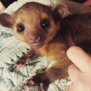 Kinkajou kaufen