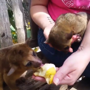 Kinkajou zu verkaufen bayern