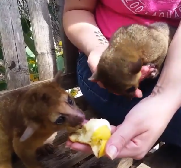 Kinkajou zu verkaufen bayern