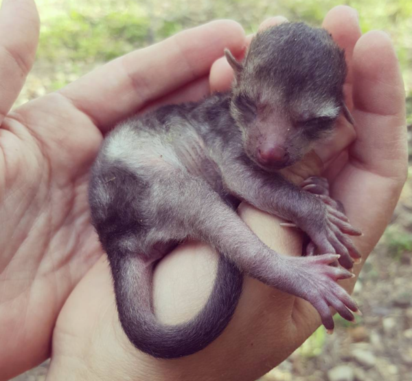 Kinkajou zu verkaufen wien