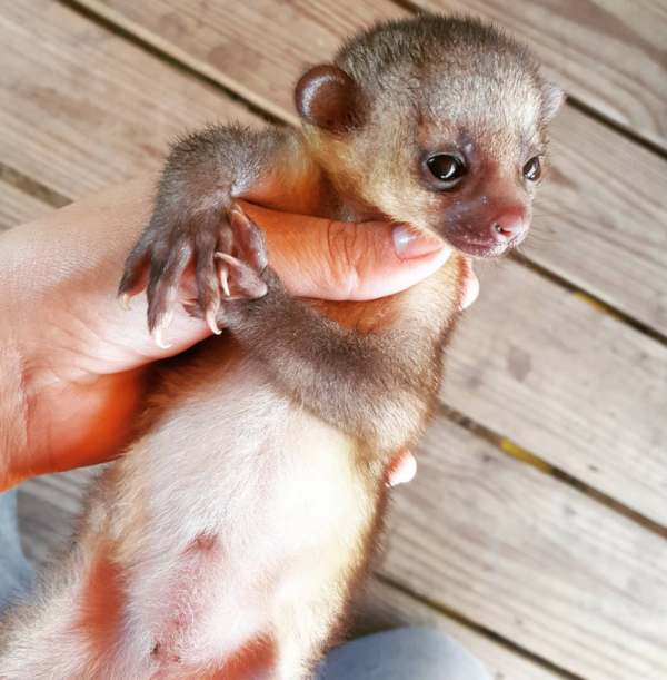 Kinkajou kaufen schweiz