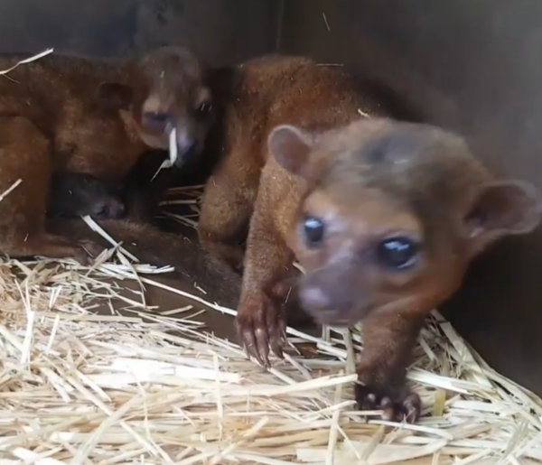Kinkajou zu verkaufen