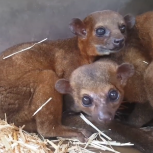 Kinkajou zu verkaufen