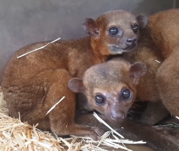 Kinkajou zu verkaufen