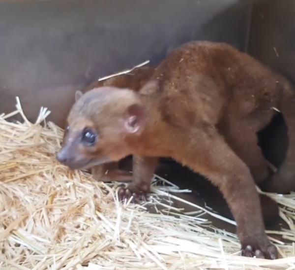 Kinkajou kaufen berlin