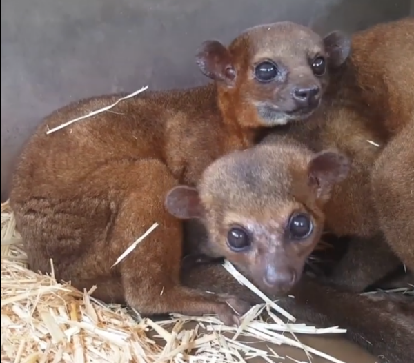 Kinkajou kaufen bayern