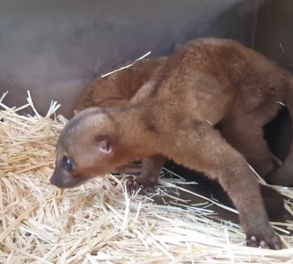 Kinkajou zu verkaufen berlin