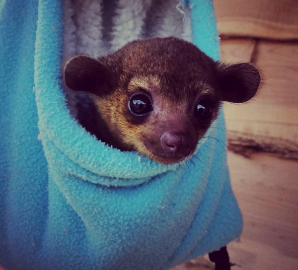 Kinkajou kaufen wien