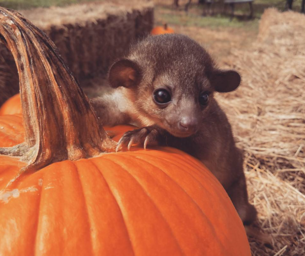 Kinkajou kaufen deutchsland