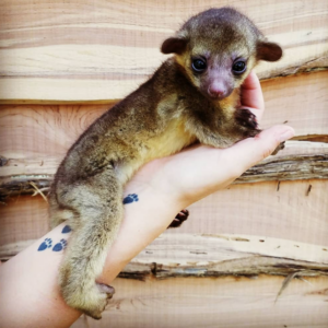Kinkajou kaufen stuttgart