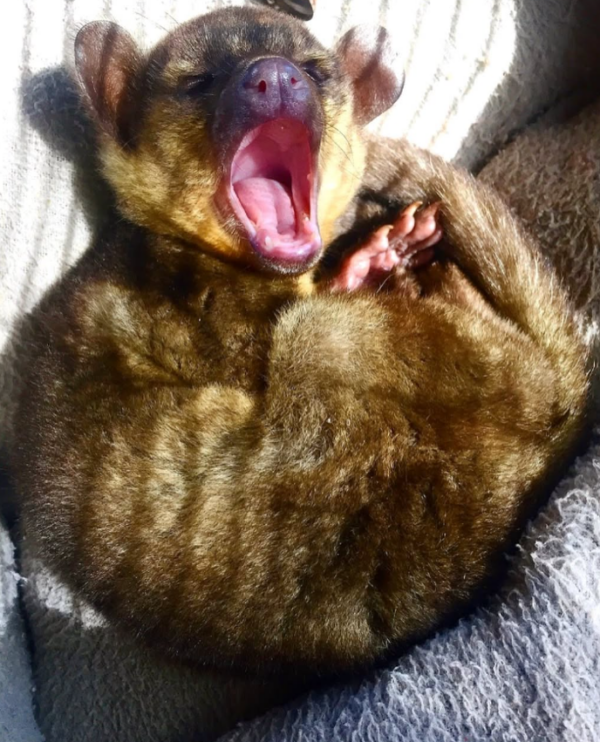 🐾 02 Monate alter Kinkajou zu verkaufen bei galago-affen.de - Image 3
