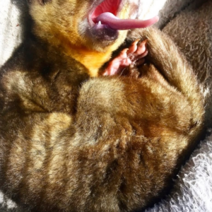 Kinkajou zu verkaufen schweiz