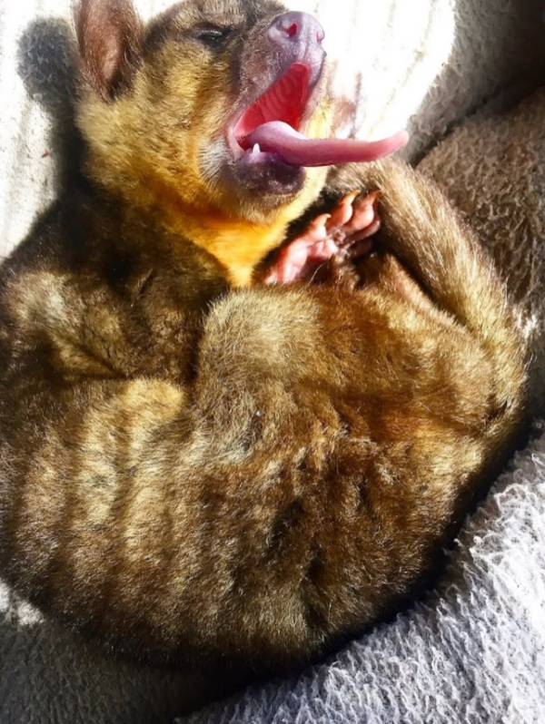Kinkajou zu verkaufen schweiz