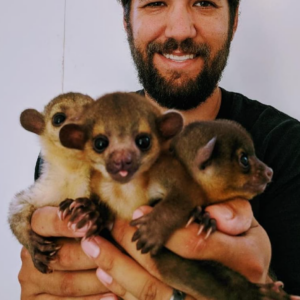 Kinkajou zum kaufen