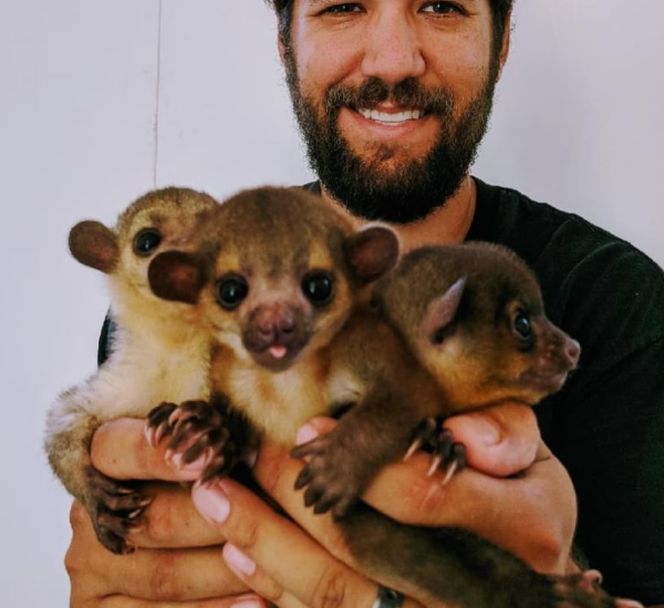 Kinkajou zum kaufen