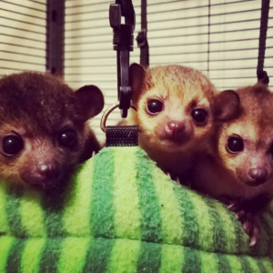 🌿 2 Monate alte, wunderschöne domestizierte Kinkajou kaufen – Exklusiv bei galago-affen.de! 🦝✨