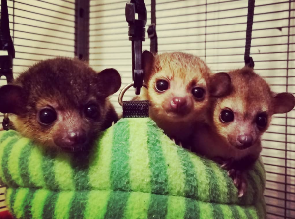 🐾 1 Monat alter Kinkajou kaufen – galago-affen.de - Image 2
