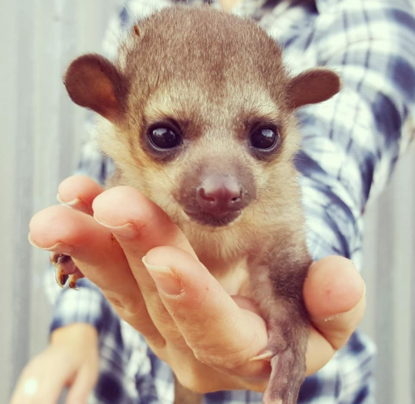 Kinkajou zu verkaufen deutchsland