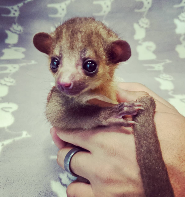 Kinkajou zu verkaufen munchen