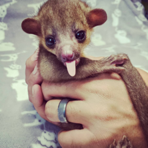 Kinkajou zu verkaufen basel