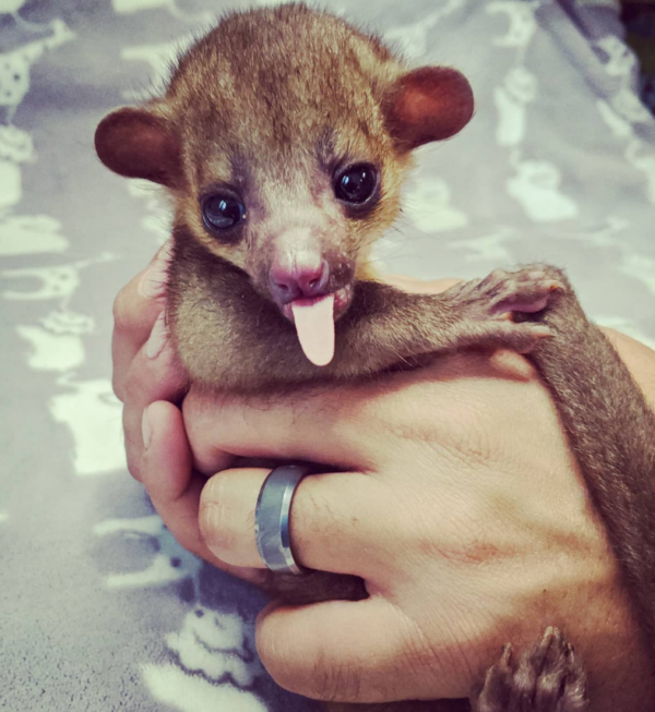 Kinkajou zu verkaufen basel
