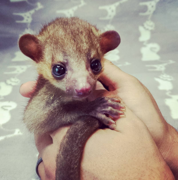 🐻‍❄️ 2 Monate alter, schöne domestizierte Kinkajou zu verkaufen – Jetzt auf galago-affen.de entdecken! - Image 3