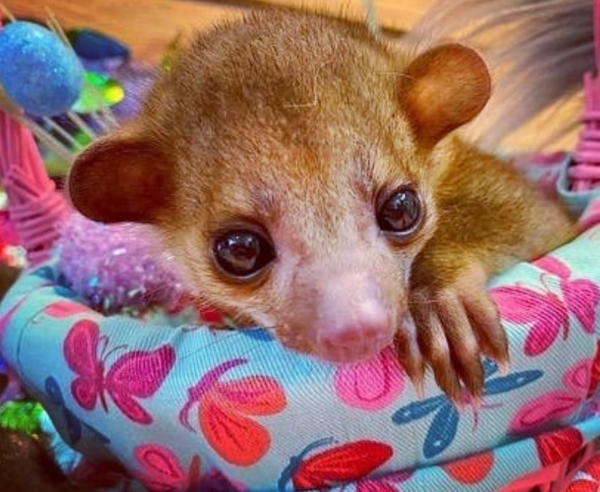 Kinkajou zu verkaufen munich