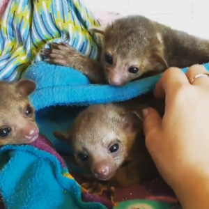 Kinkajou kaufen salzburg