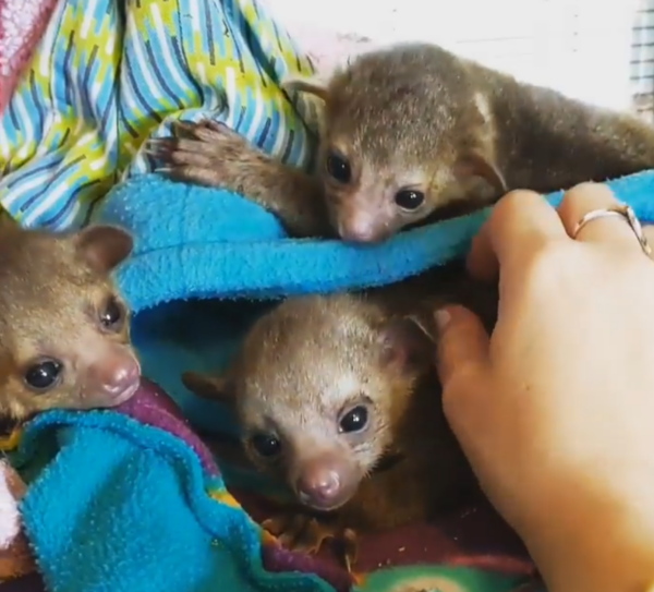 Kinkajou kaufen salzburg
