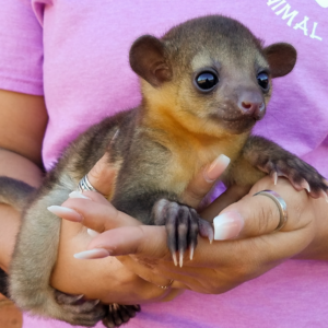 Kinkajou kaufen koblenz
