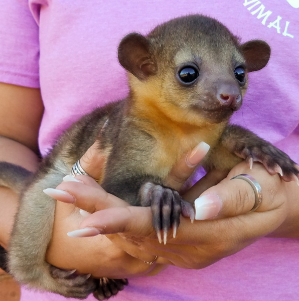 Kinkajou kaufen koblenz