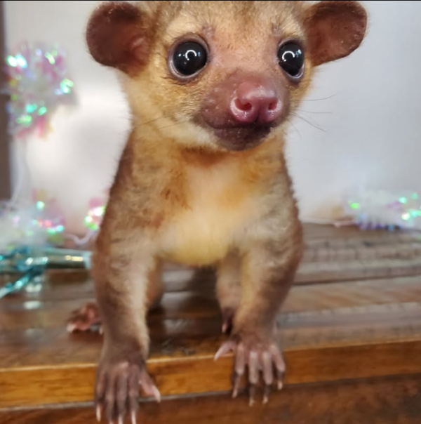 Kinkajou kaufen Luxembourg