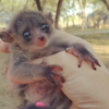 🐾 2 Monate altes domestiziertes Buschbaby kaufen | Galago-affen.de – Legal & Sozialisiert seit 50+ Jahren