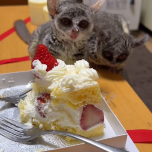 galago preis, Kaufen