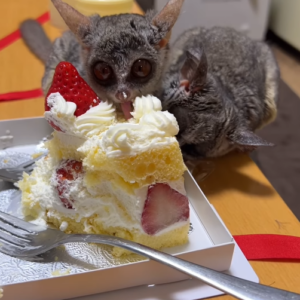 Galago haustier kaufen
