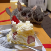 🐾 3 Monate alte Galagos kaufen