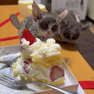 Galagos kaufen