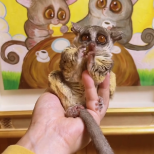 Galago kaufen preis